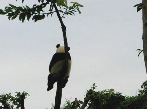 üįĹ