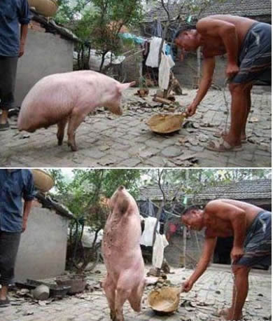 春光灿烂猪八戒