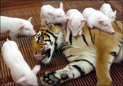 春光灿烂猪八戒