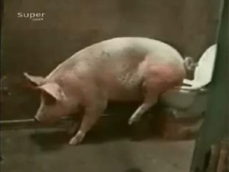 春光灿烂猪八戒